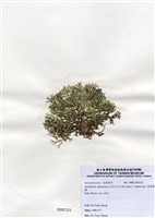 藏品(扁乳節藻)的圖片